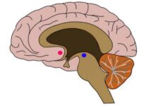 How Porn and Masturbation Screws the “Reward System” of Your Brain